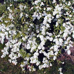 Exochorda racemosa